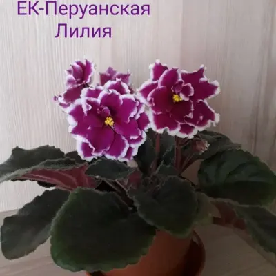 ek-peruanskaya-liliya-7-315793