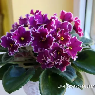 ek-peruanskaya-liliya-9-315793