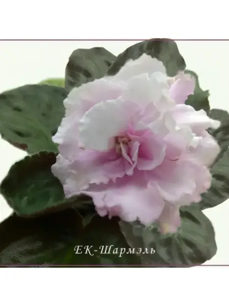 ek-sharmel-1-331187