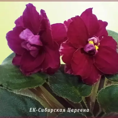 ek-sibirskaya-tsarevna-3-318679