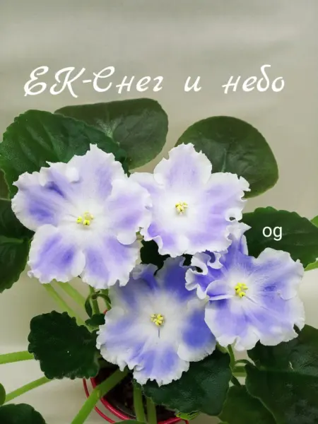 ek-sneg-i-nebo-4-320677