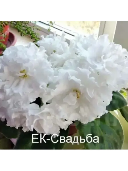 ek-svadba-5-317929