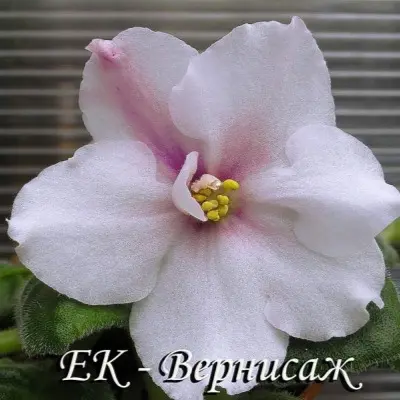 ek-vernisazh-2-330940