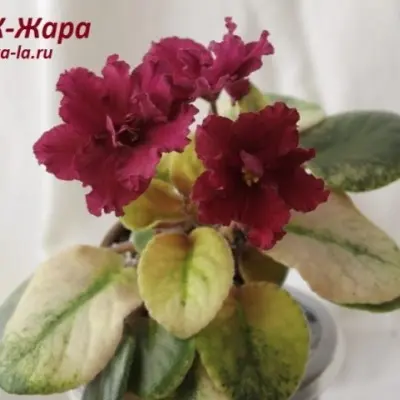 ek-zhara-9-325440