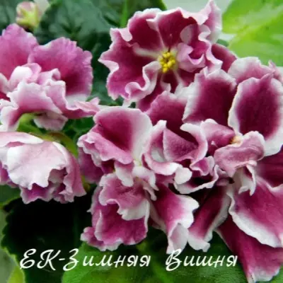 ek-zimnyaya-vishnya-5-330495