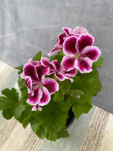 elegans-imperial-1-341283