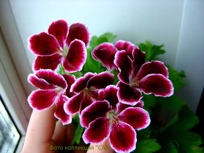 elegans-imperial-2-341283