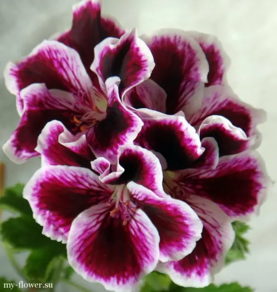 elegans-imperial-3-341283