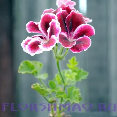 elegans-imperial-6-341283