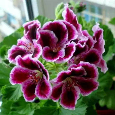 elegans-imperial-7-341283