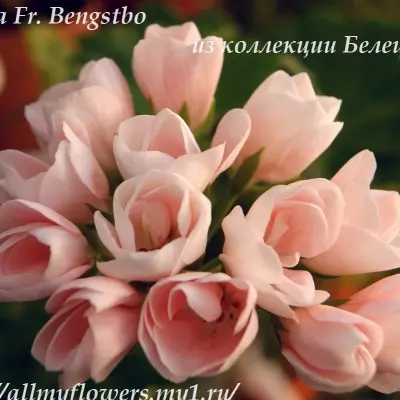 emma-fran-bengsbo-3-341287
