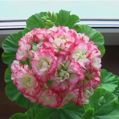 eppl-blossom-rozebud-apple-blossom-rosebud-2-338150