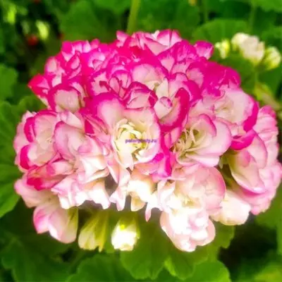 eppl-blossom-rozebud-apple-blossom-rosebud-3-338150