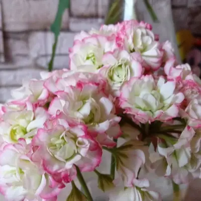 eppl-blossom-rozebud-apple-blossom-rosebud-4-338150
