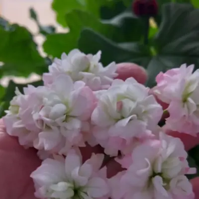 eppl-blossom-rozebud-apple-blossom-rosebud-6-338150