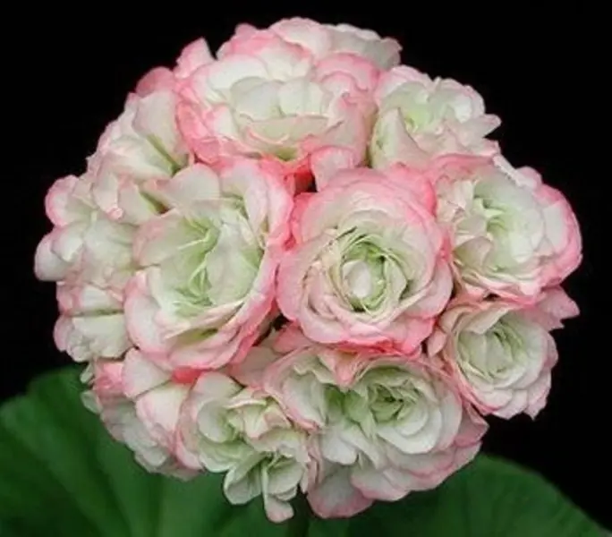 eppl-blossom-rozebud-apple-blossom-rosebud-main-338150
