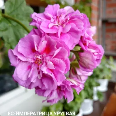 es-imperatritsa-urugvaya-7-335592