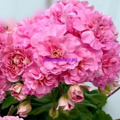 eva-royalti-eva-royalty-3-339260