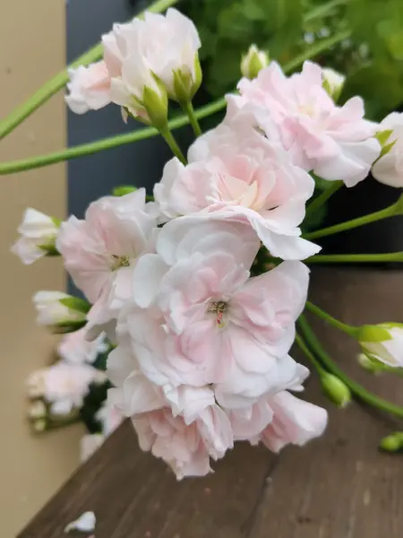 fantaziya-fler-fantasia-fleur-1-336106