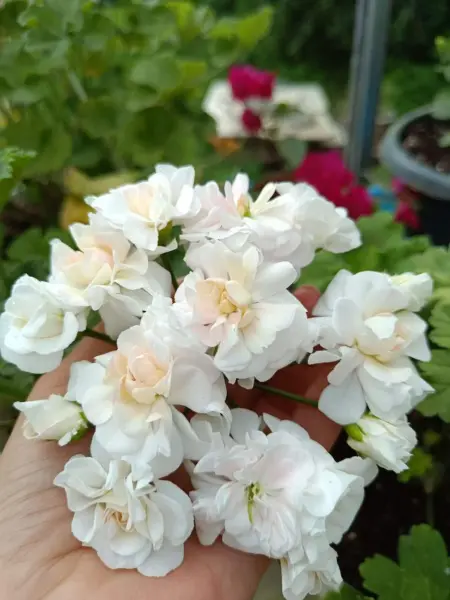 fantaziya-fler-fantasia-fleur-2-336106