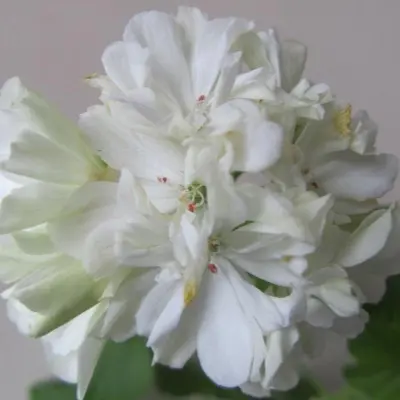 fantaziya-fler-fantasia-fleur-4-336106