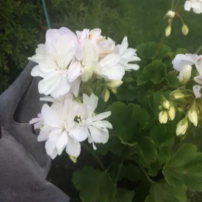 fantaziya-fler-fantasia-fleur-5-336106