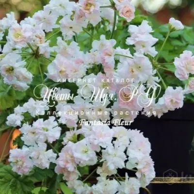 fantaziya-fler-fantasia-fleur-6-336106