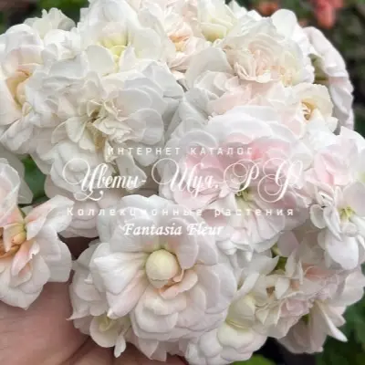 fantaziya-fler-fantasia-fleur-8-336106