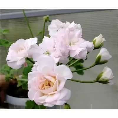fantaziya-fler-fantasia-fleur-main-336106
