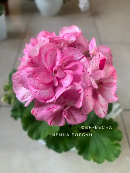 feya-vesna-1-335874