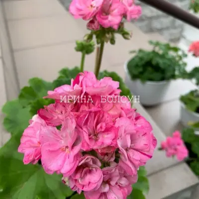 feya-vesna-5-335874