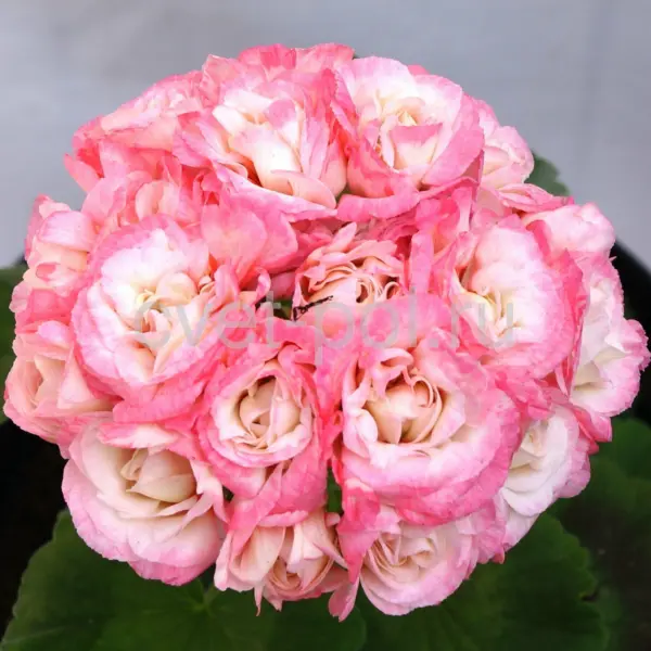 fisher-apleblossom-fischers-appleblossom-1-339165