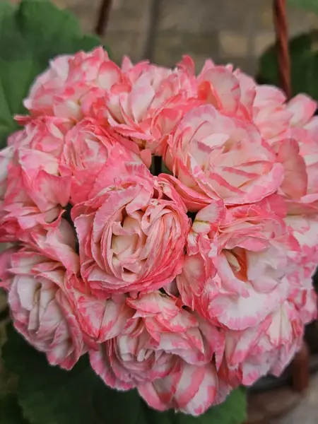 fisher-apleblossom-fischers-appleblossom-2-339165