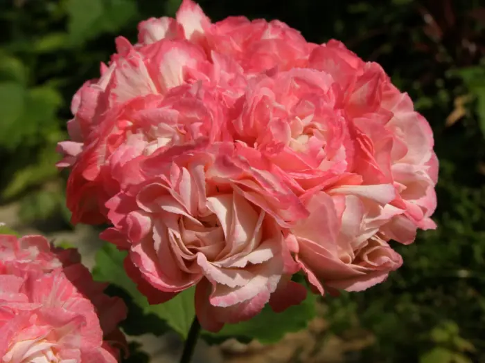 fisher-apleblossom-fischers-appleblossom-3-339165