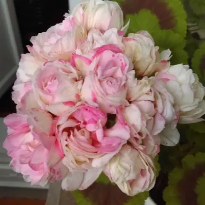 fisher-apleblossom-fischers-appleblossom-4-339165