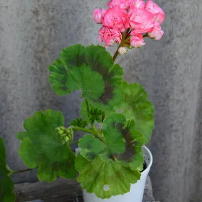 fisher-apleblossom-fischers-appleblossom-5-339165
