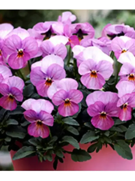 floral-pauer-plam-antik-1-315811