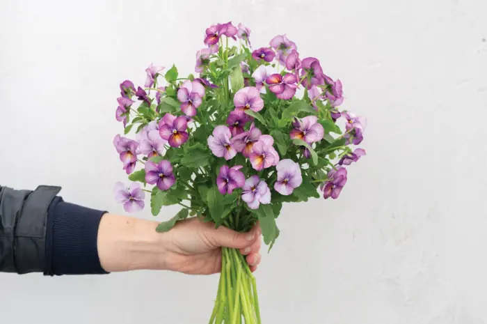 floral-pauer-plam-antik-4-315811