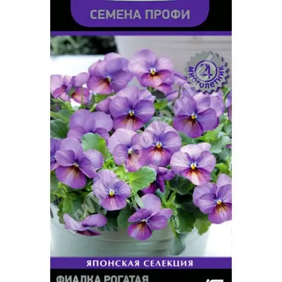 floral-pauer-plam-antik-5-315811