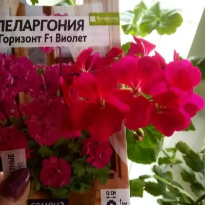 gorizont-violet-f1-main-333666