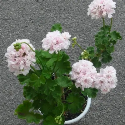 grenni-barter-6-338061
