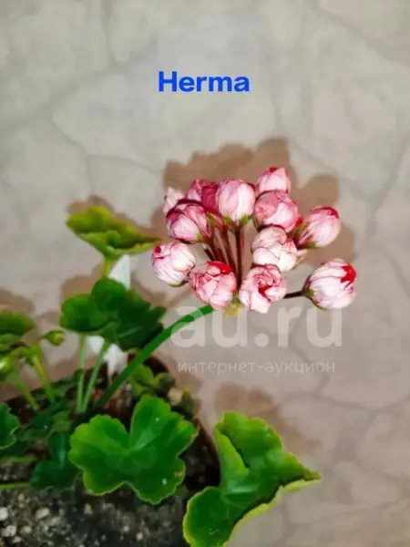 herma-3-334516