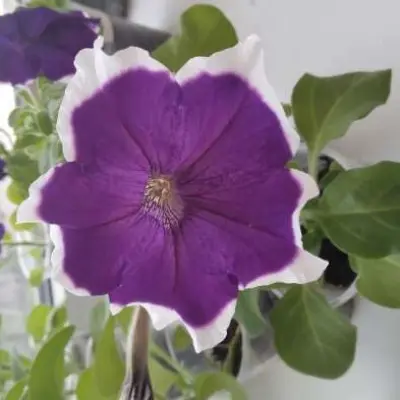 hulahup-blyu-hulahup-goluboy-7-344792