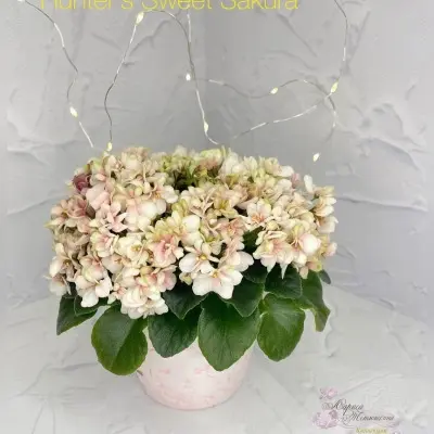 hunters-sweet-sakura-5-329940