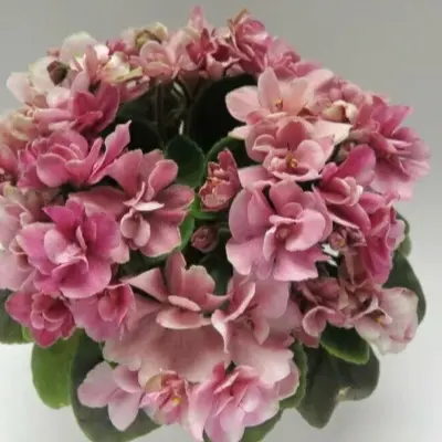 hunters-sweet-sakura-7-329940