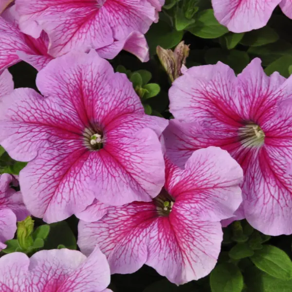 igl-pink-veyn-2-343921