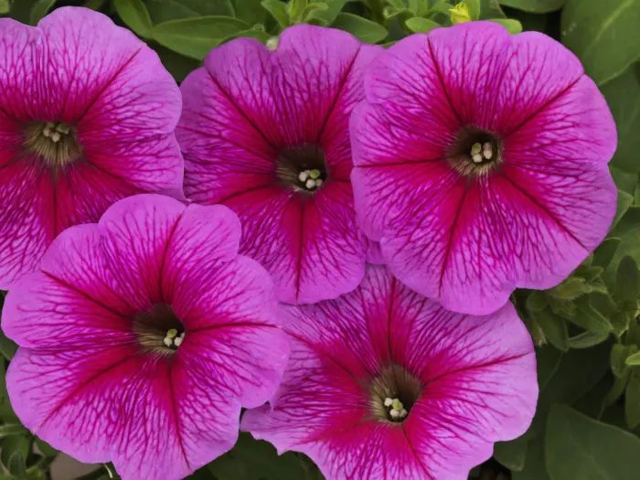 igl-pink-veyn-3-343921