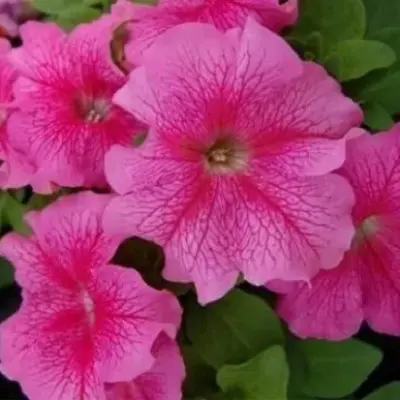 igl-pink-veyn-main-343921