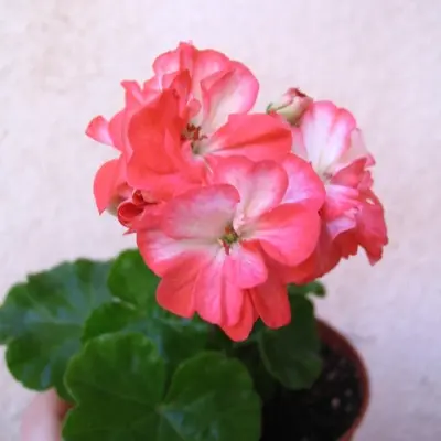 ingrid-griksbo-4-338965