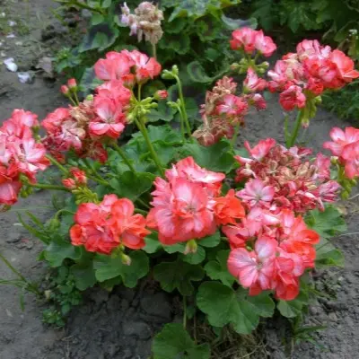 ingrid-griksbo-5-338965